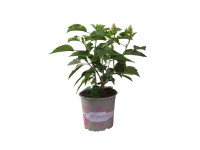 Róża Chińska (Hibiscus Rosa Sinesis) mix - wys. 40 cm