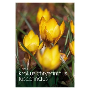 Żółte krokusy odmiany t.b.t. jako cebulki kwiatowe do ogrodu.