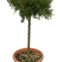 Cyprysik OBI Gold Rider w doniczce, wys. ok. 80 cm. Zimozielone drzewo iglaste.