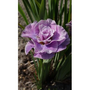 Zbliżenie fioletowego kwiatu t.b.t., z kategorii Cebulki kwiatowe.