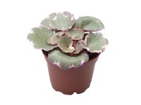 Skalnica cienista (Saxifraga Variegata)
