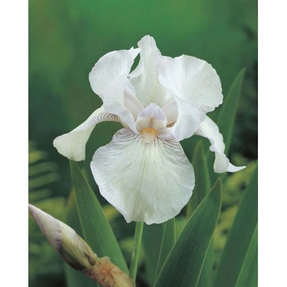 Iris Immortality