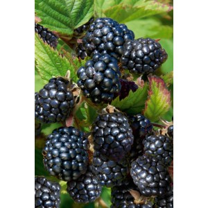 Zbliżenie na dojrzałe, błyszczące jeżyny na krzaku.