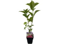 Hortensja (Hydrangea macrophylla) mix odmian