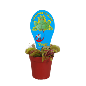 Roślina mięsożerna w doniczce z niebieską etykietą. Idealna do zwalczania owadów.