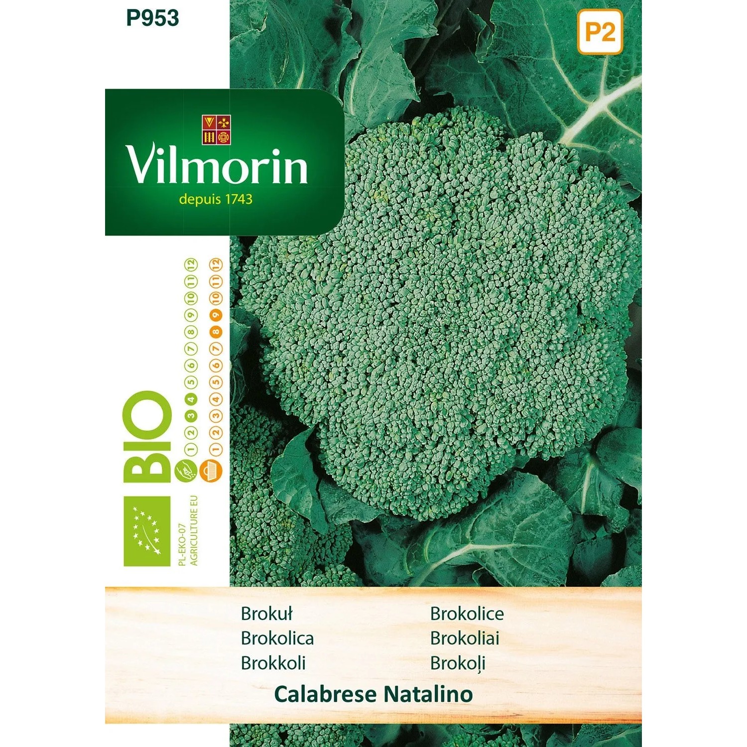 Brokuł zielony Calabrese Natalino - 1 g