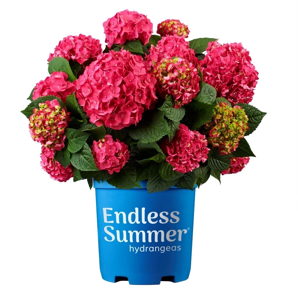 ♡aromantic hydrangea♡ Hortensja wielkokwiatowa (Hydrangea Endless Summer) don. 23