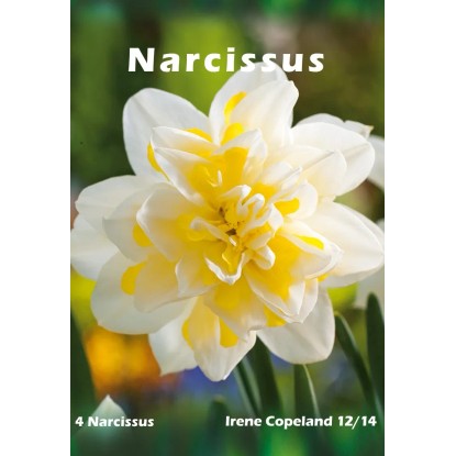 Narcyz Irene Copeland 4szt