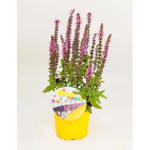 Kwitnąca roślina t.b.t. w żółtej doniczce. Dekoracyjna roślina doniczkowa.