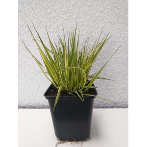 Trawa pampasowa w doniczce: Trawa ozdobna z żółto-zielonymi liśćmi do ogrodu i na balkon.