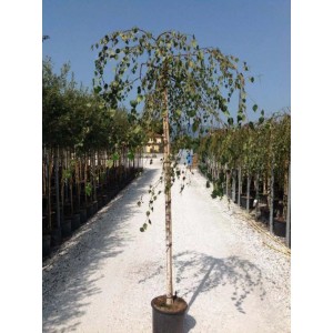 Duża brzoza brodawkowata w doniczce do ogrodu i na taras.