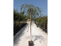 Brzoza Youngii - wys. 90-100 cm