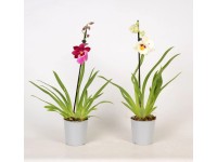 Storczyk 1 pęd purpura wys. 50cm don. 12cm