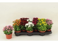 Chryzantema (Chrysanthemum) Swifty 5 colour - don. 10,5 cm