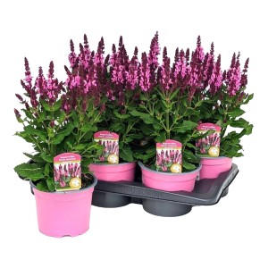 Szałwia Tropikalna 'Marvel Rose' w doniczce, jaskraworóżowe kwiaty, mrozoodporna.