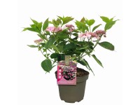 Hortensja piłkowana (Hydrangea Magic Pillow) don. 19 cm