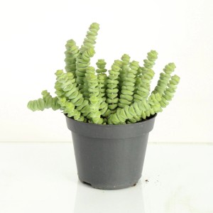 Zielony kaktus t.b.t. w doniczce, spiralne liście.