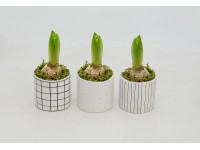 Hiacynt w ceramicznej osłonce geometrycznej don. 8cm