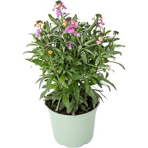 Erysimum linifolium w doniczce: Kolorowa, przyjazna pszczołom bylina na rabaty i balkony.