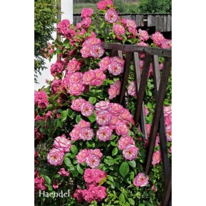 Bujna, różowa róża rabatowa 't.b.t.' na trejażu.