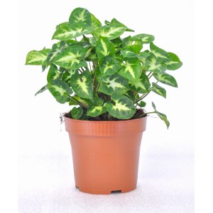 Roślina doniczkowa t.b.t. z zielono-białymi wzorzystymi liśćmi w brązowej doniczce.