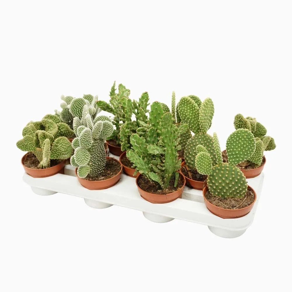 Opuntia kaktus mix kupuj w OBI