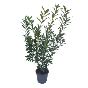 Laurowiśnia w doniczce, zimozielony krzew na żywopłot o błyszczących liściach.