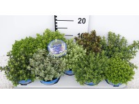 Hebe addenda Picolino, Blue Star 25-30cm don. 13cm