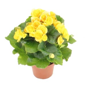 Żółto kwitnąca roślina w doniczce. Dekoracyjna roślina doniczkowa do domu i ogrodu.