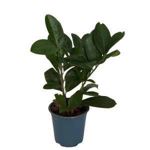 Laurowiśnia Prunus Novita (Prunus laurocerasus 'Novita') - don. 12 cm