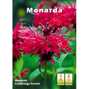 Monarda Cambridge Scarlet: Jaskrawoczerwone kwiatostany cebulki kwiatowej.