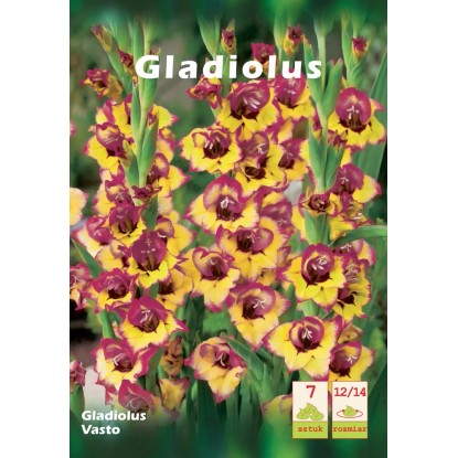 Mieczyk Gladiolus Vasto 1szt. 12/14