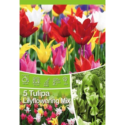 Tulipan liliokształtny (Tulipa sp.) mix