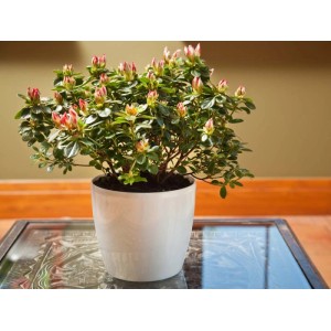 Azalia w białej doniczce jako roślina doniczkowa, Kategoria: Doniczki.