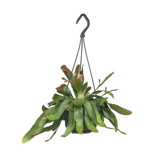 Rhipsalis Red Coral don. 14cm