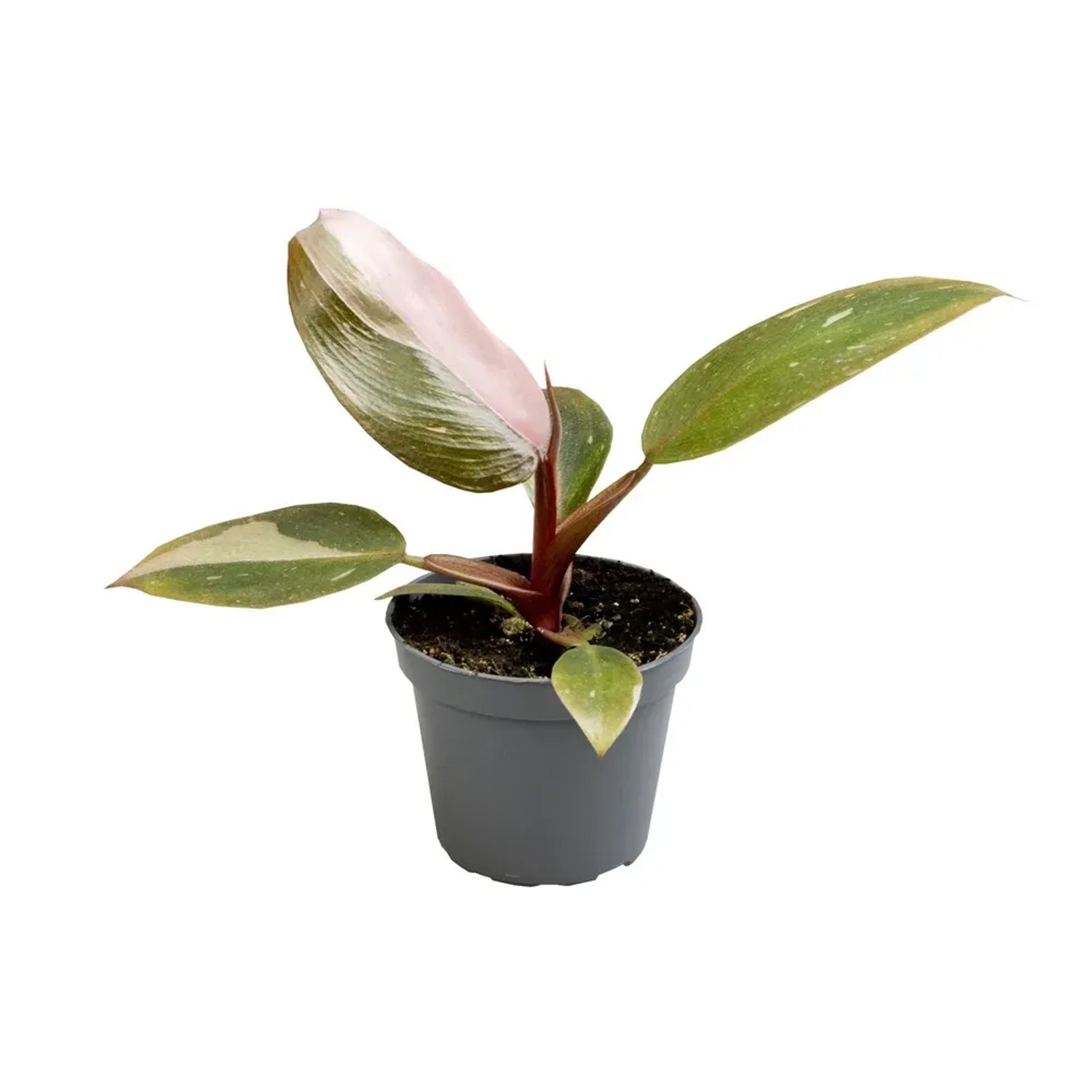 philodendron silver dust Philodendron Hastatum -Silver Dust – Plant Studio main image 1
