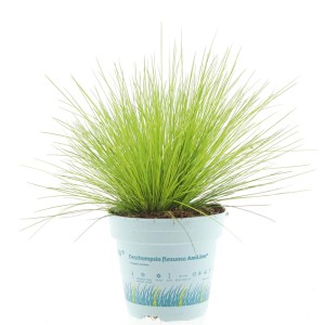 Zielona trawa ozdobna 't.b.t.' w doniczce, atrakcyjna roślina kwitnąca do ogrodu i na balkon.