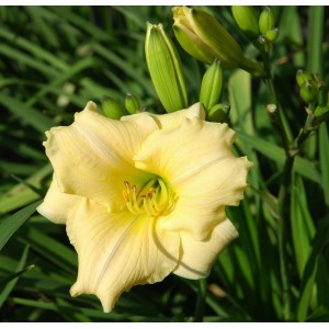 Żółty kwiat liliowca (Hemerocallis) z bliska. Dekoracyjna roślina doniczkowa.