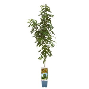 Nasz Polski Las mix don. 2 l