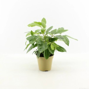 Zielona Aralia (Schefflera) w doniczce, roślina doniczkowa.