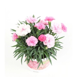 Goździk (Dianthus) don. 10,5 cm