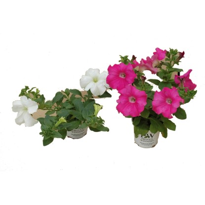 Petunia (Conchita) don.12 cm