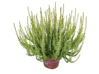 Wrzos (Calluna vulgaris) odmiany wczesne mix - don. 12 cm