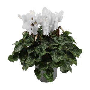 Biały fiołek alpejski (Fiołek alpejski) w doniczce z dekoracyjnymi liśćmi.