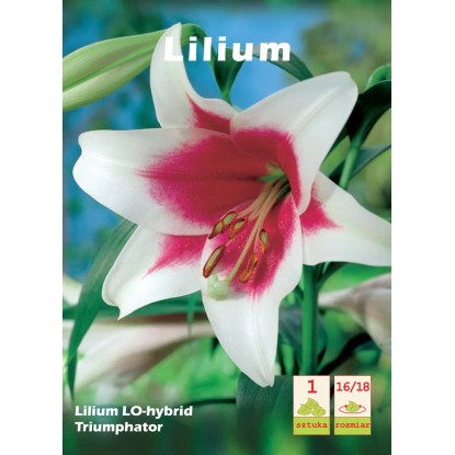 Lilium L.O . hybrid Triumphatora 1szt. 16/18