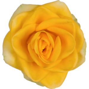 Żółta róża rabatowa, zbliżenie kwiatu.