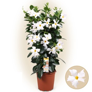 t.b.t. roślina z białymi kwiatami w doniczce, idealna na rabaty i balkony.