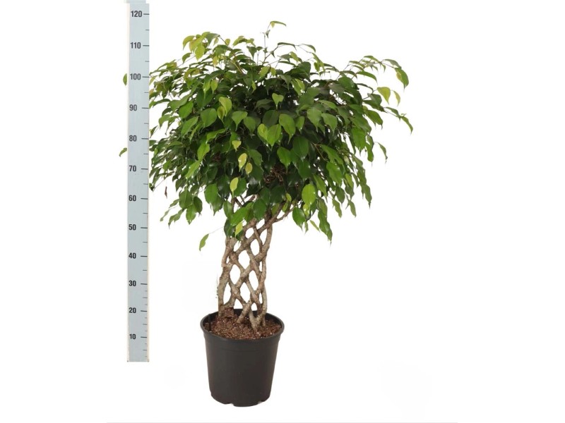 Figowiec Benjamina (Ficus benj) Exotica pleciony wys. ok. 110, don