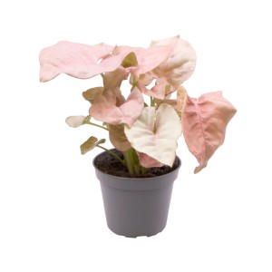 Roślina doniczkowa t.b.t. z różowymi liśćmi w doniczce.