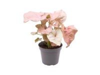 Zroślicha (Syngonium Neon)
